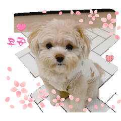 黃家小公主嚕咪