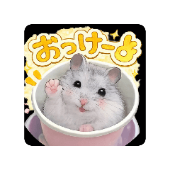 hamu_20260228093638