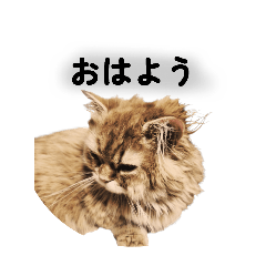 ARU_20260228142659