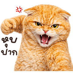 ❤️แมวส้ม ตึงจัด❤️