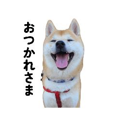 mameshiba shinokun 3