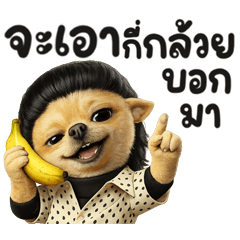 ชิวาว่า ซ่าๆ