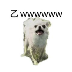 saoringo_20260228172438