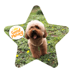 pachi_20260228151229