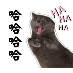 G1ACEON_20260228001614