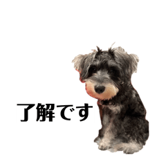 ponzu_20260228200613