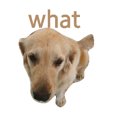 Cute animal photo stickers (extended)