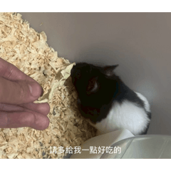 肉球的一天