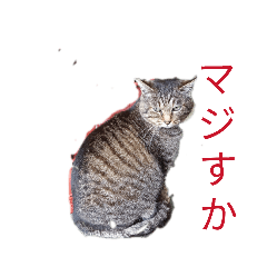 SUMIPE_20260228210533