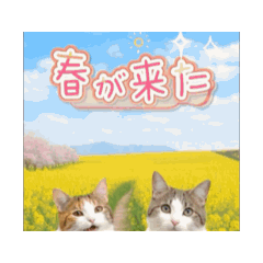 merumyu_20260301095602