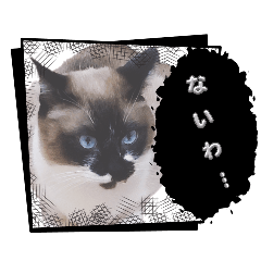 dog dog_20260301001333