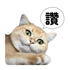 哺咪小日子2
