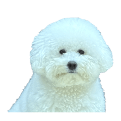 Q妞2