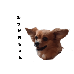 anmitsu_20260301081240