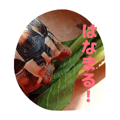 ai.ruru_20260301115456