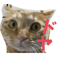 MOCHIMI_20260301124332