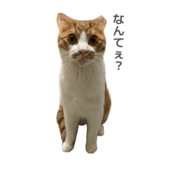 Miya_20260301231917