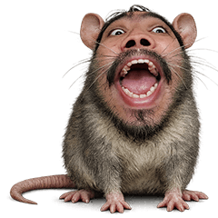 Cute new species