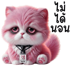 ลูกแมวสีชมพู น่ารัก : ทำงานที่เรารัก