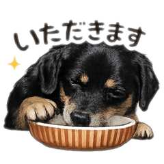 koko_20260301183856