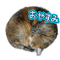 sanae_20260301165924