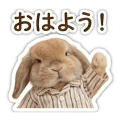 A rabbit who likes greetings
