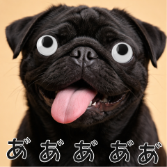 會動眼睛的狗 - 黑色巴哥犬