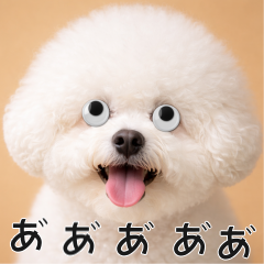 會動眼睛的狗 - 比熊犬