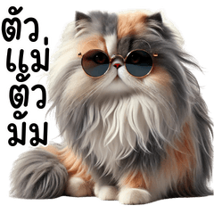 แมวเปอร์เซีย น่ารัก : ใช้ได้ทุกวัน