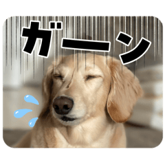 yoshiyuking_20260302000649