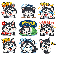 husky dog daily life