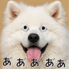 會動眼睛的狗狗 - 白色秋田犬