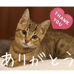 Cute Cat stickers 20260228