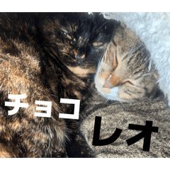 mimosa_20260302123233