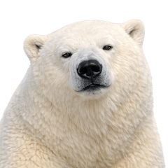 Practical polar bear stamps!