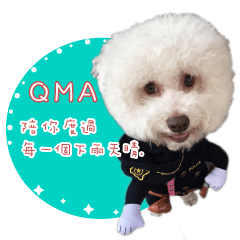Bichon dog QMA baby