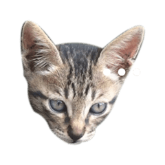 Catsz Jaman Now