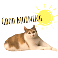 cat&face