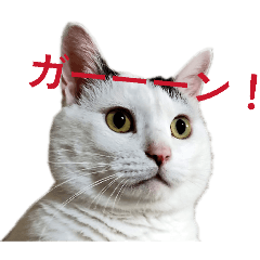 momocham_20260301103927
