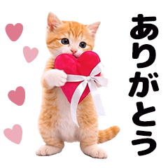 Moves! Cute kittens