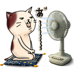 A nostalgic, emotional cat