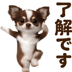 Cute Dance chihuahua1