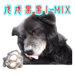 Taiwanese Dog I