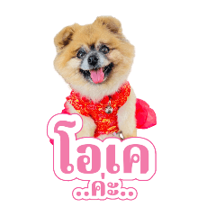 โอเอบี : บราวนี่ หมาน่ารัก