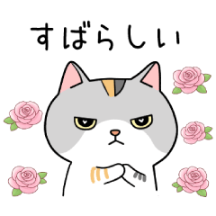 Bach the Cat *Spring*