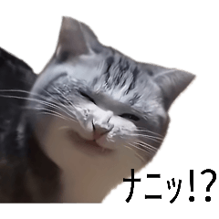 cat reaction_20260226183612