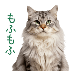 All-Accepting Giant Fluffy Cat