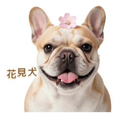 Spring with Chubby Frenchie