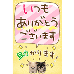 とびだす★チワワ★長文