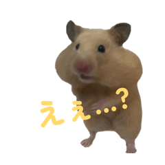 momo.ham